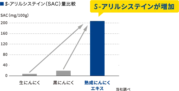 ■S-アリルシステイン（SAC）量比較　S-アリルシステインが増加